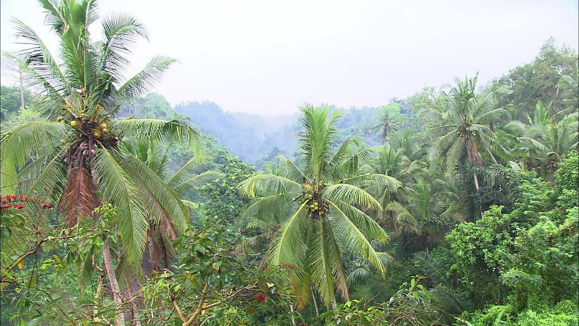 Ubud Hill - Indonésie