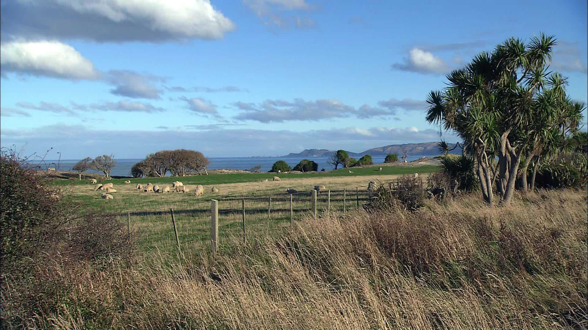 Wangaloa Bay - New Zealand