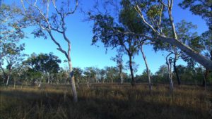 Douglas National Park - Australia