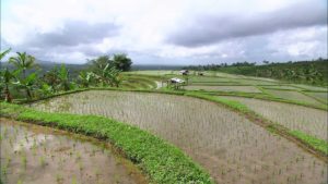 Jatiluwih - Indonesia