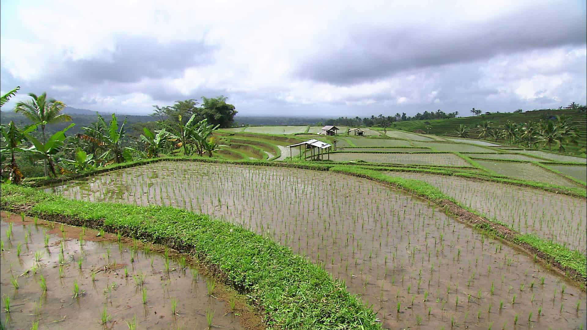 Jatiluwih - Indonesia