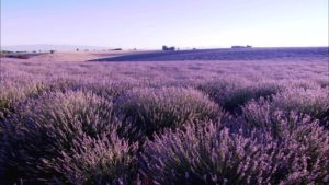 Valensole - Provence