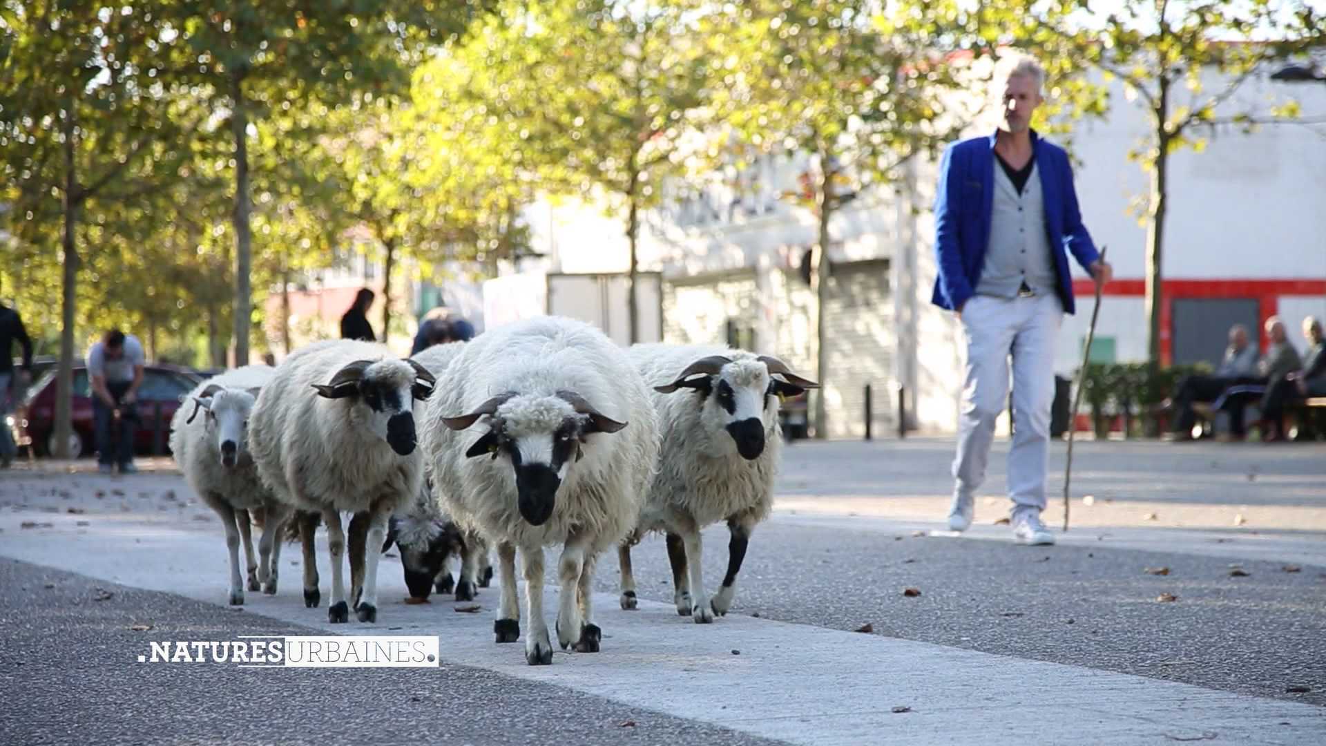 Olivier, Urban Shepherd