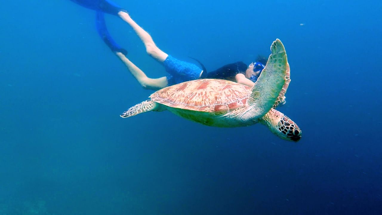 Danser avec les tortues