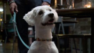 Finding Fido