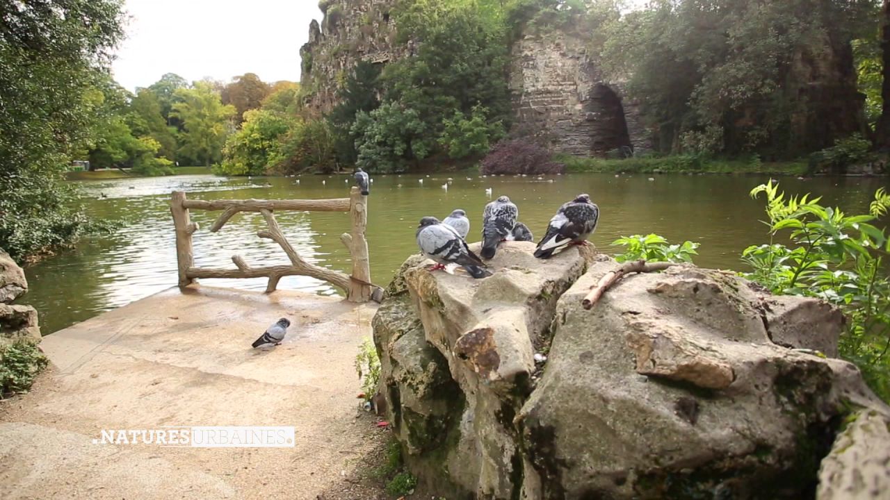 Birds of the Buttes Chaumont