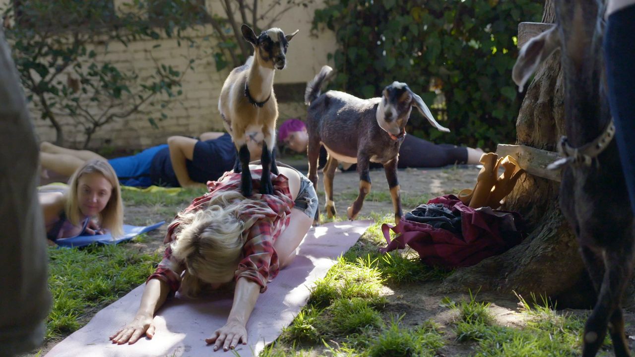 Yoga avec des chèvres