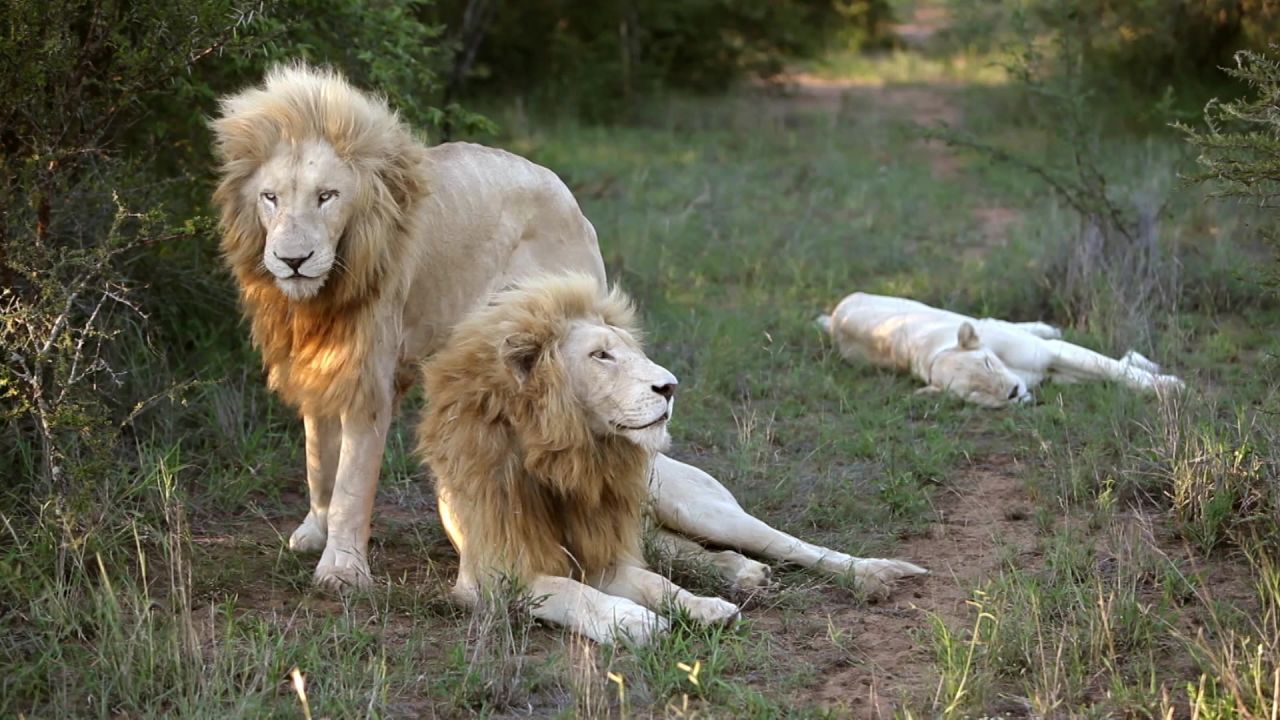 Afrique du sud : Kruger Park