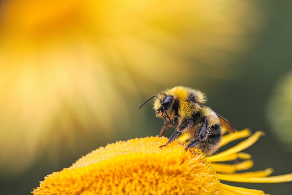 Les bons gestes à adopter pour sauver les abeilles