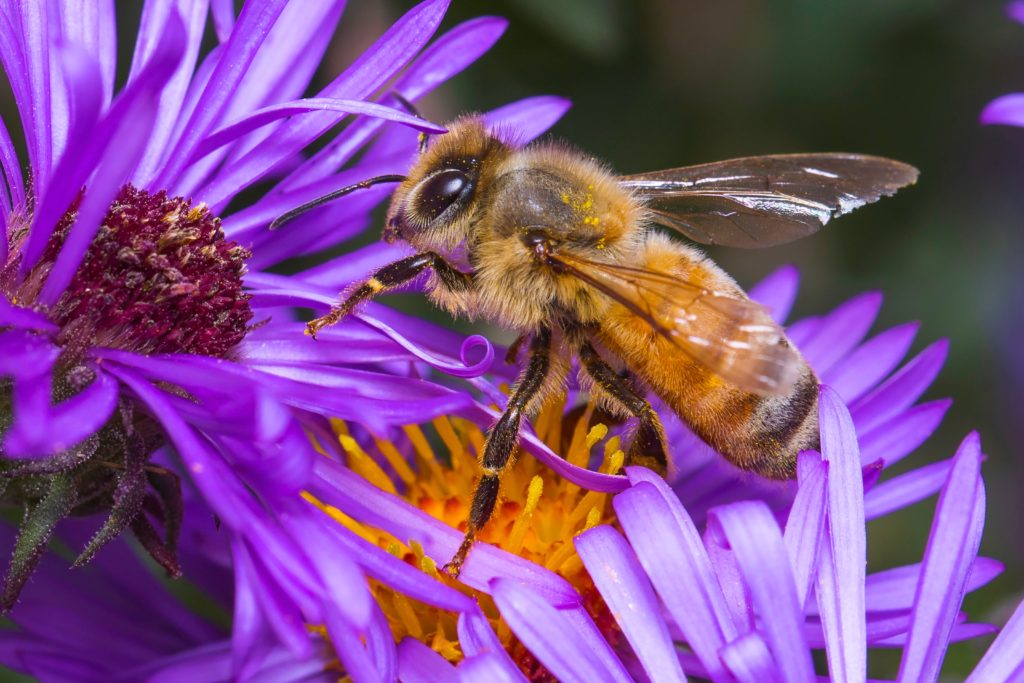 Les bons gestes à adopter pour sauver les abeilles