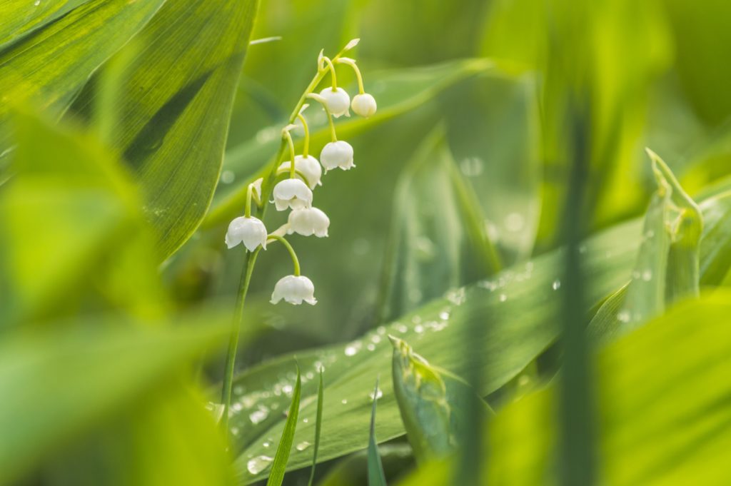 Pourquoi offre-t-on du muguet le 1er mai ?