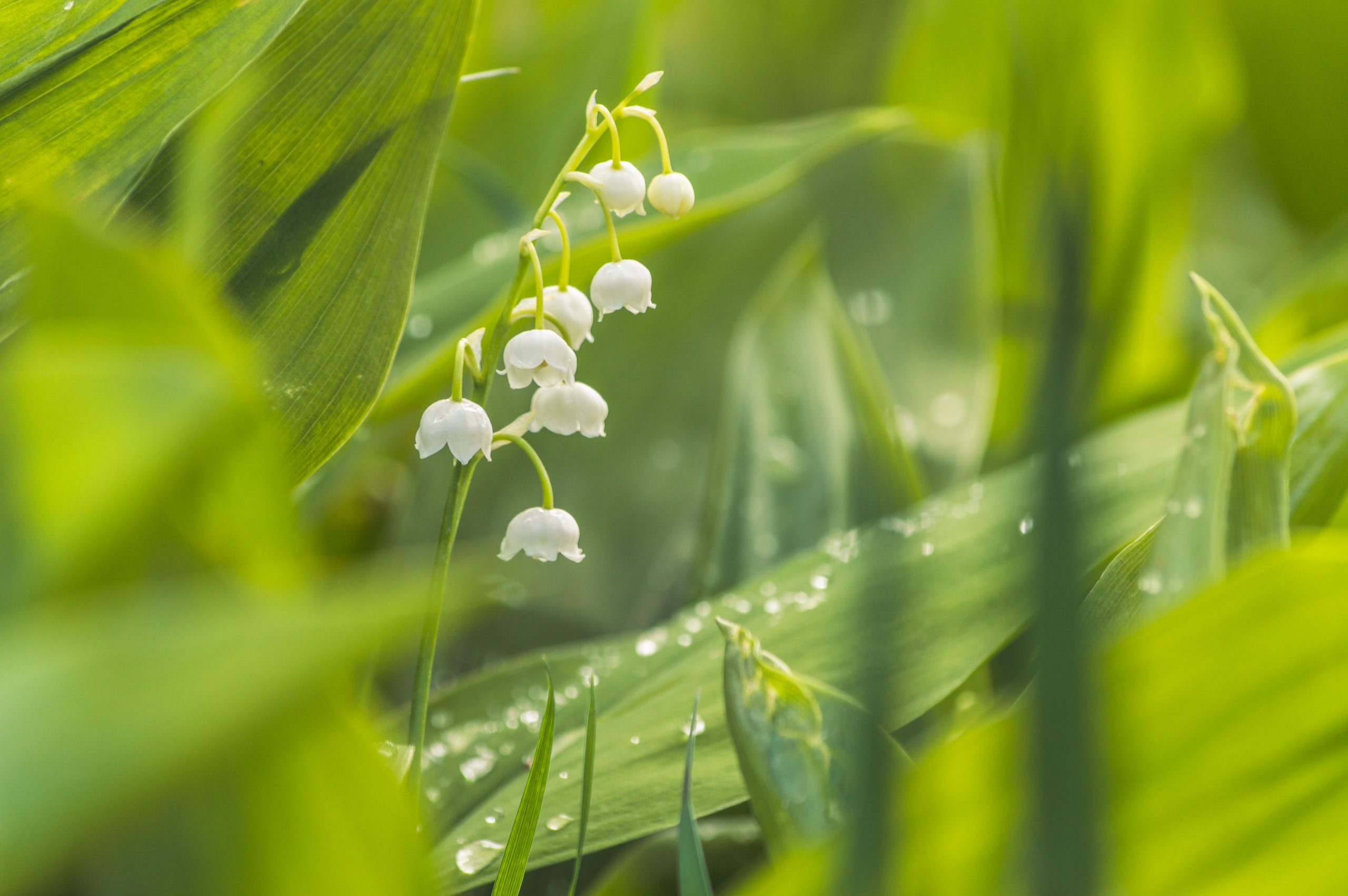 Pourquoi offre-t-on du muguet le 1er mai ?