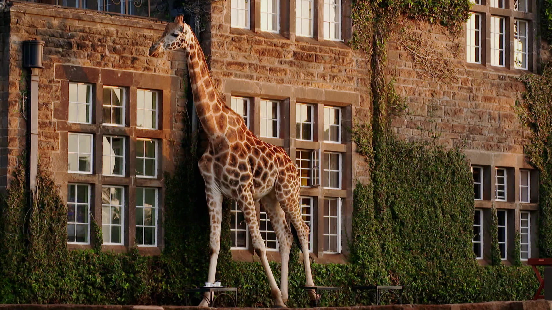 Kenya : Le Giraffe Manor