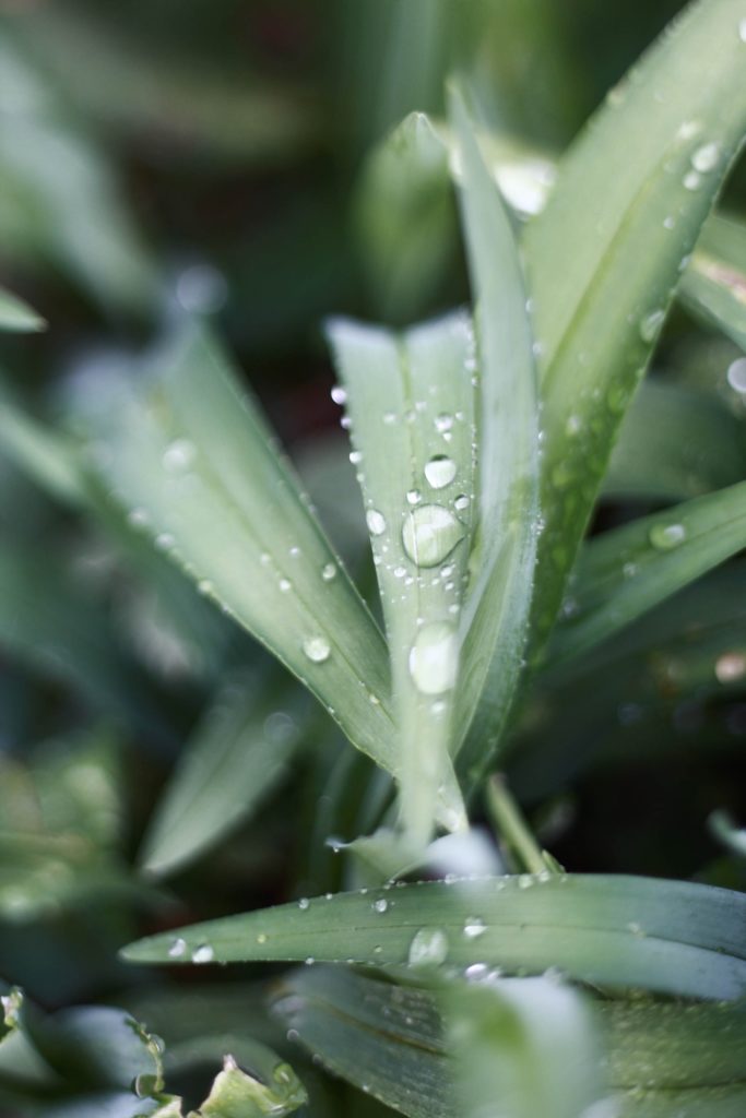 Plante aloe vera