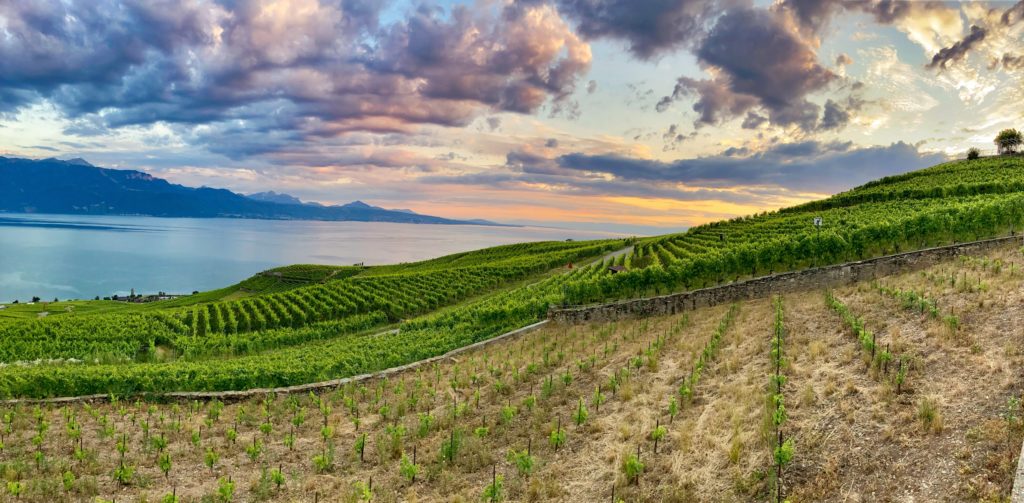 Lavaux