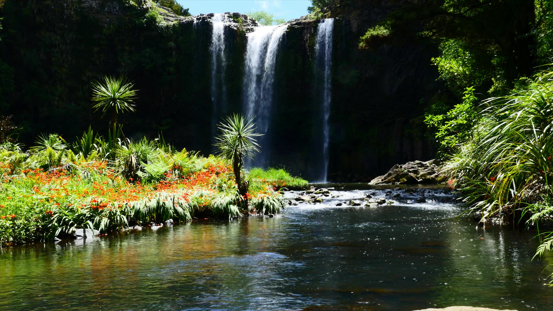 Whangarei Falls - New Zealand
