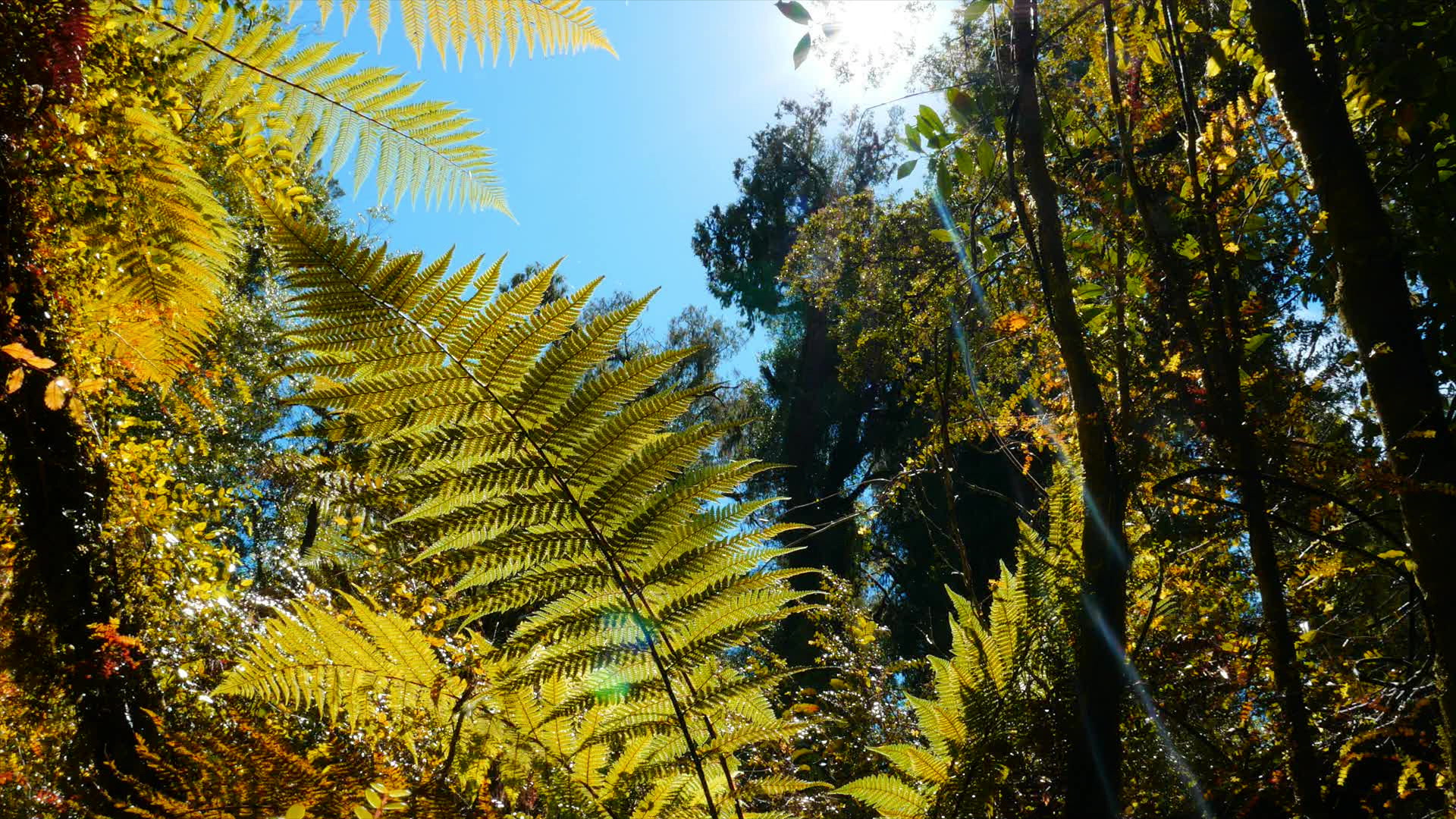 Waitaha Forest - New Zealand