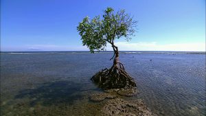 Pemuteran Creek - Indonesia