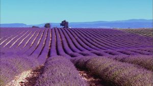 Valensole - Provence