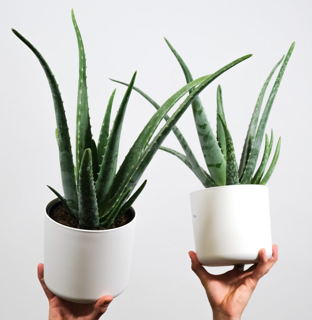 Aloe vera : ses bienfaits sur notre corps