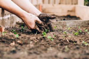 Jardinage : préparer son potager au retour du printemps