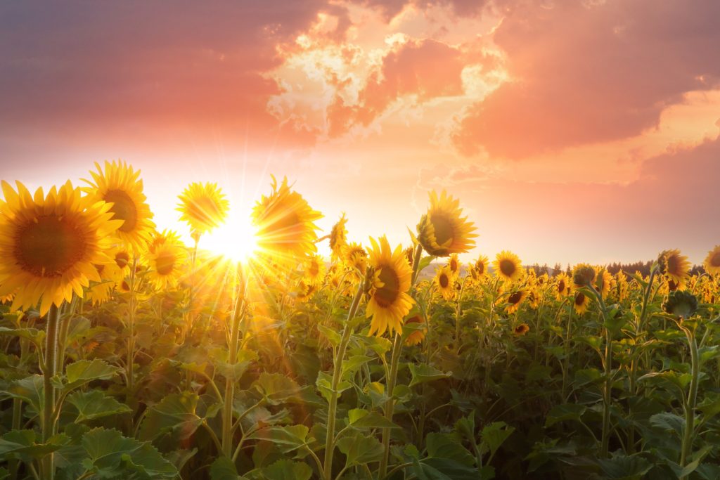 Retour du soleil au printemps