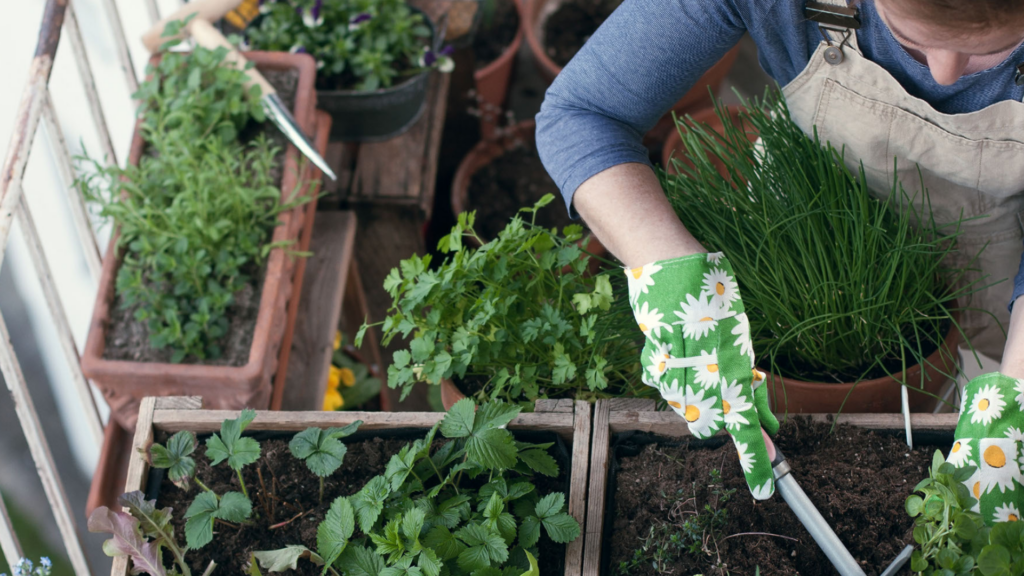 10 tips for maintaining a vegetable garden on your balcony