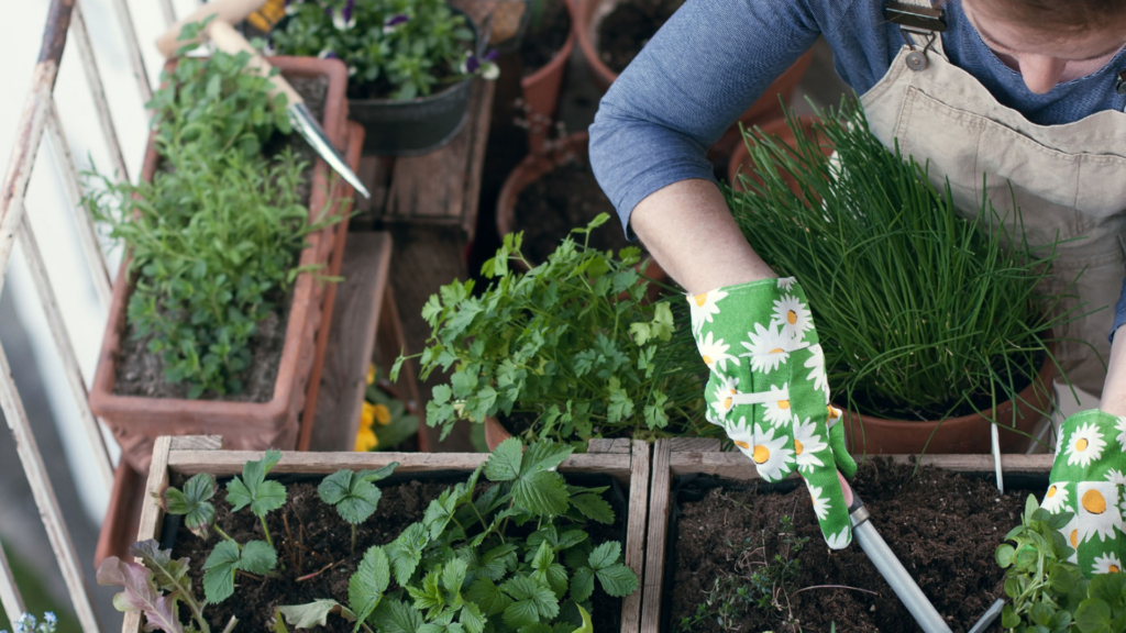 10 conseils pour entretenir un potager sur son balcon