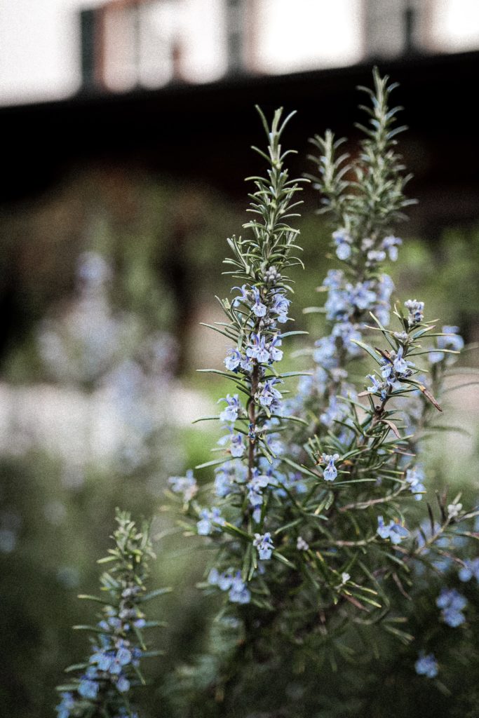 Les herbes aromatiques à planter en mai