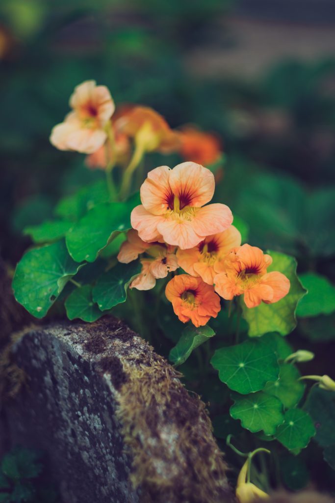 La fleur de Capucine : fleur comestible