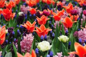 10 fleurs à planter en mai