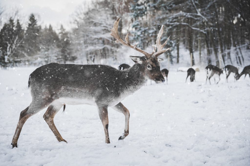 Discover Rovaniemi, the city of Santa Claus !