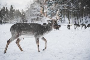 Découvrez Rovaniemi, la ville du Père Noël !