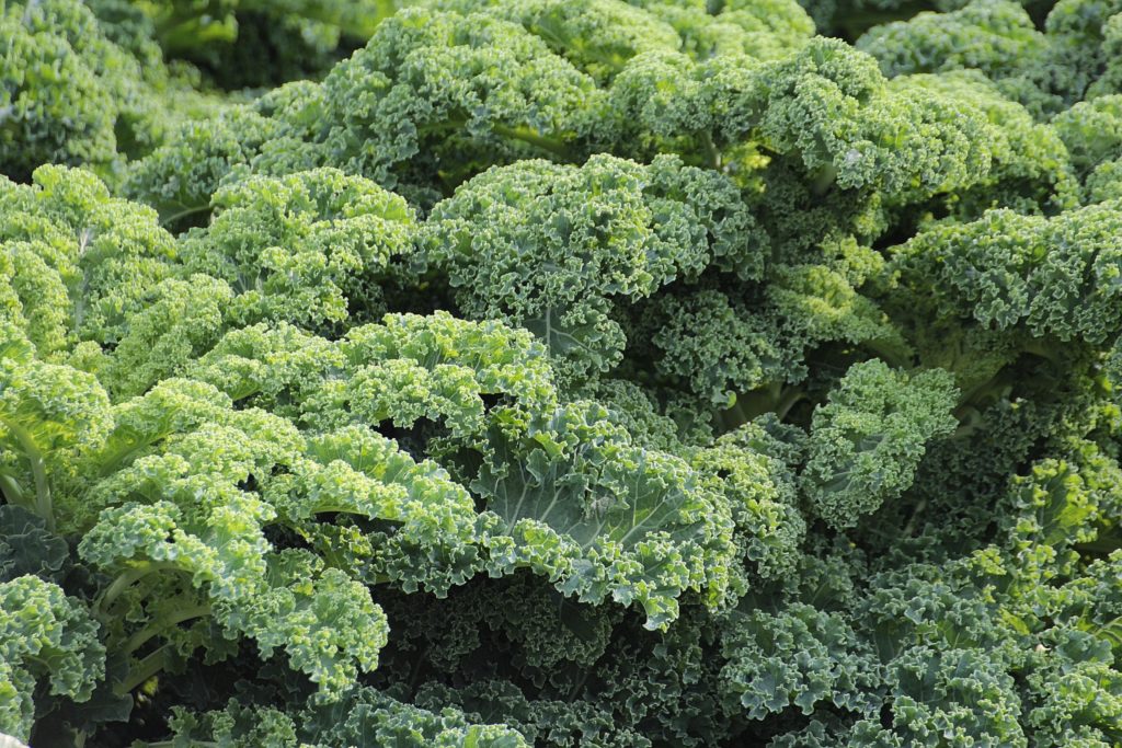 kale to fight against viruses 