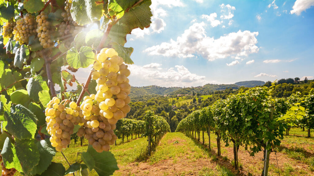 Route des vins, Californie 