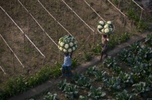 Les Héros de la Nature : Bangladesh - Partie 2