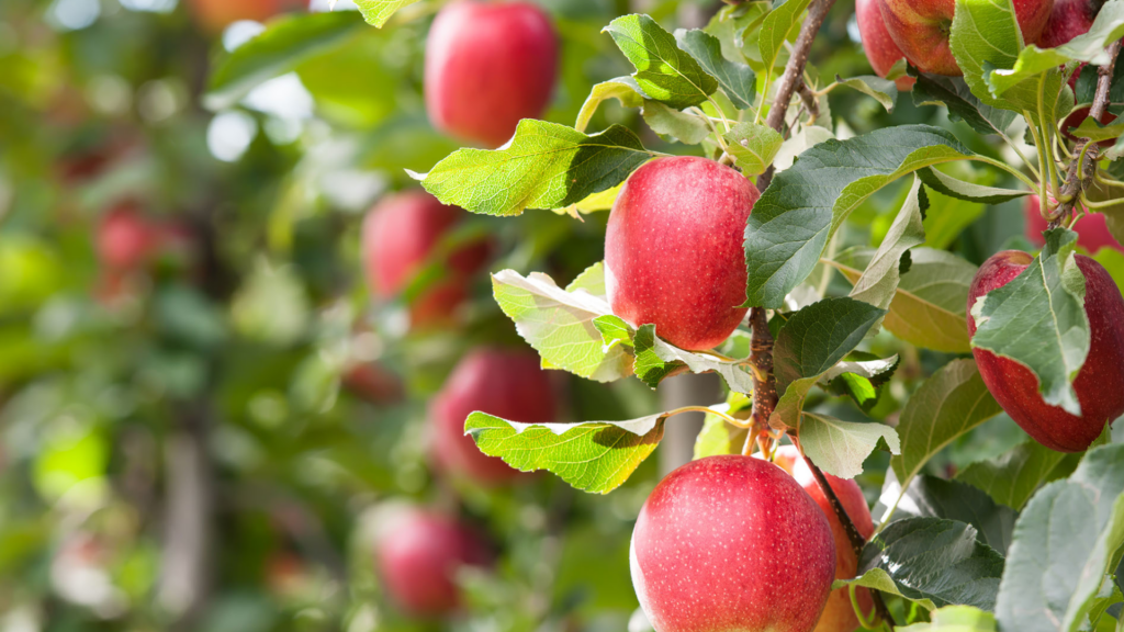 Comment planter un pommier ?