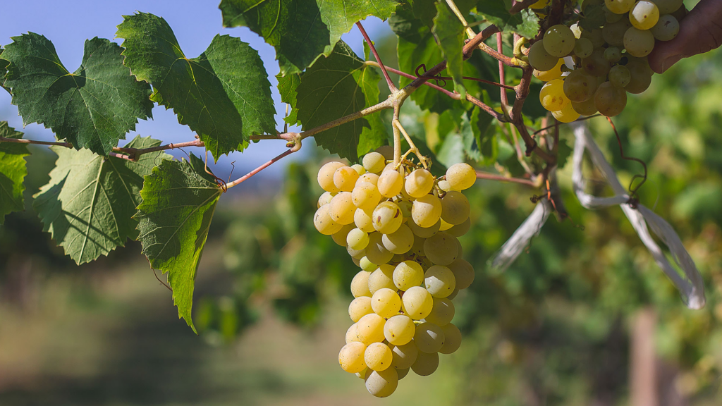 Le chablis un emblème auxerrois !