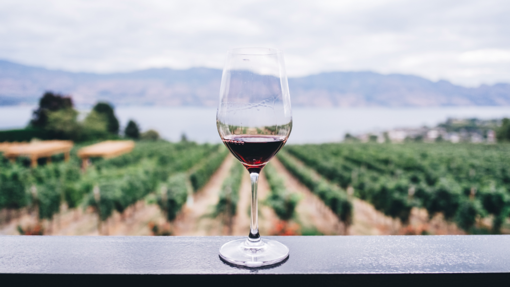 La route des vins : 5 appellations à connaître