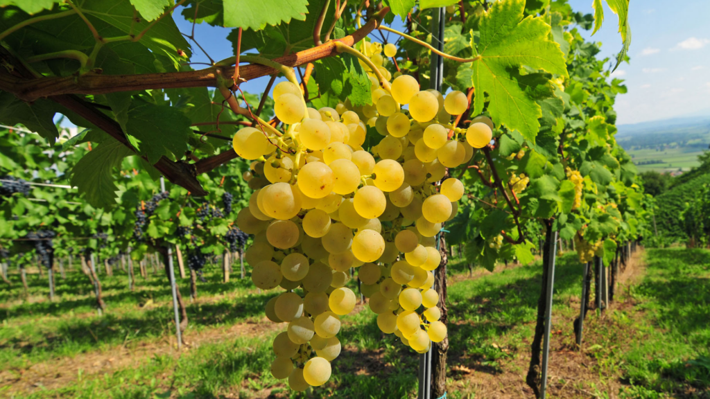 Le Chasselas de Fontainebleau