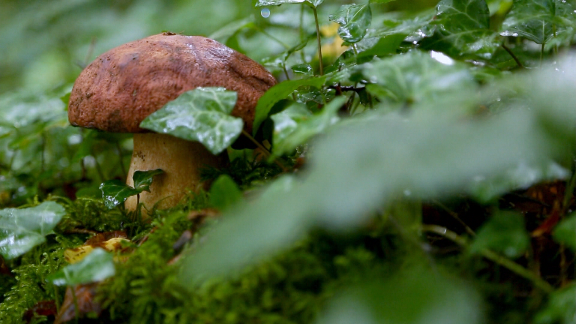 La route des champignons