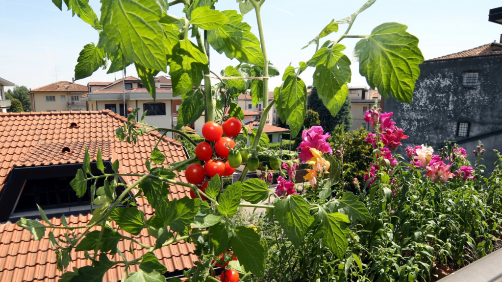 Passion Jardins  Nos conseils pour bien entretenir votre potager