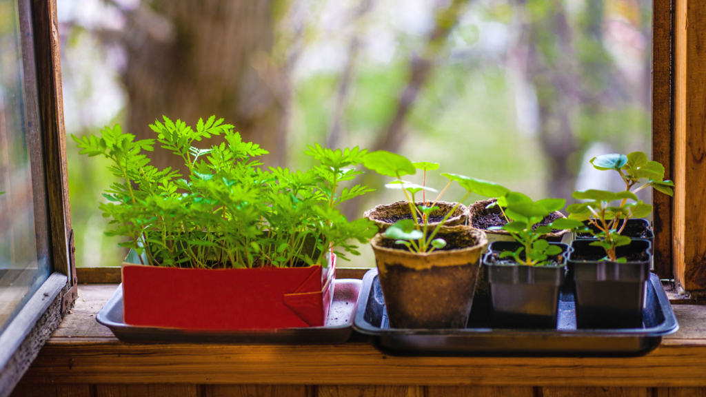 Vegetables that need very good exposure to the sun