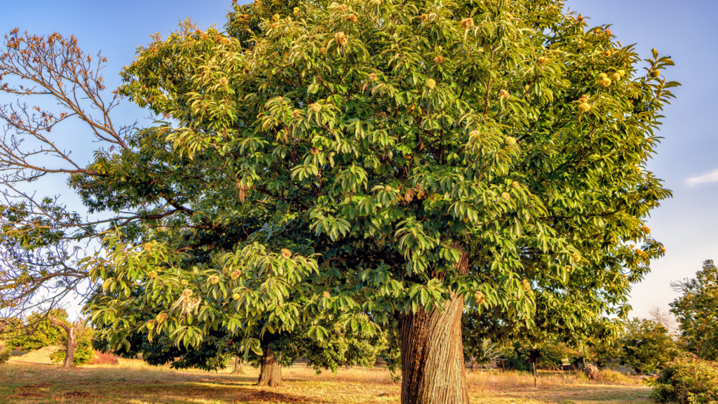 Le châtaignier ou l'arbre à pain