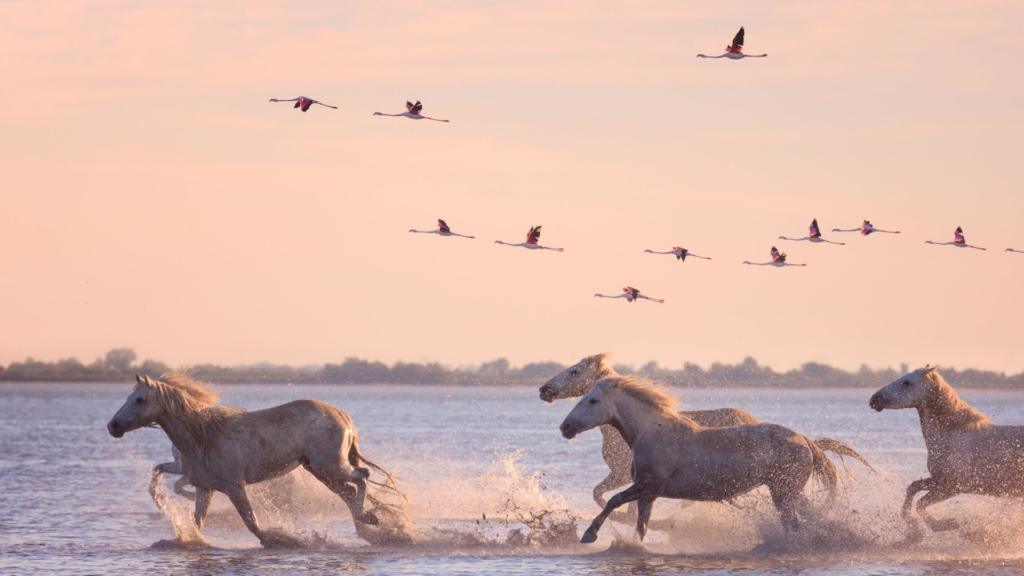 Le parc de la Camargue 