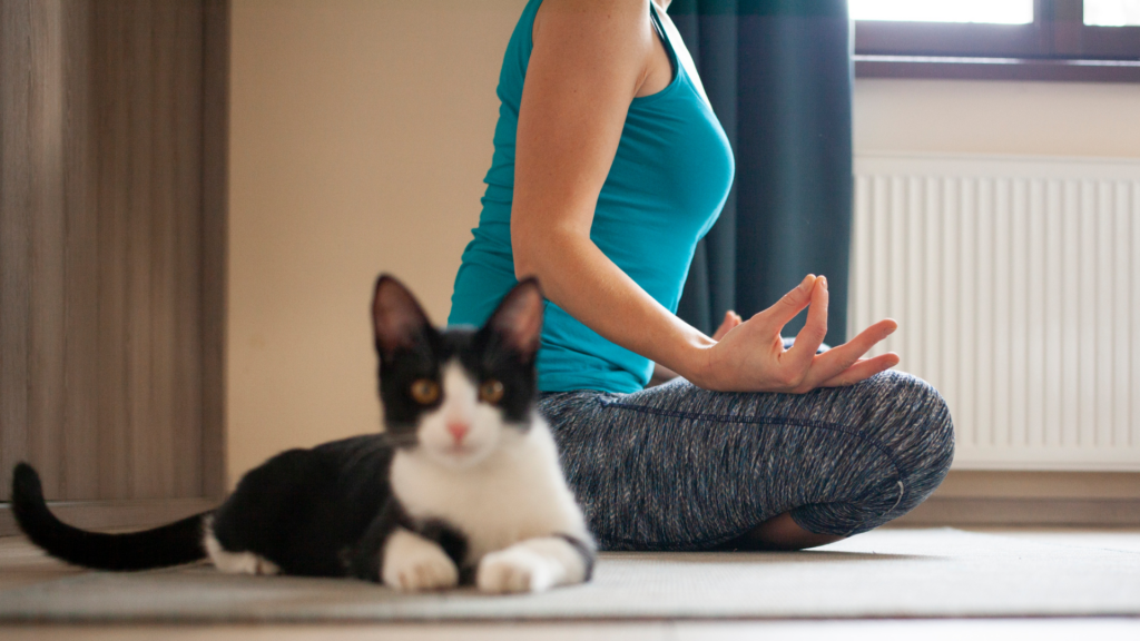 cat yoga 