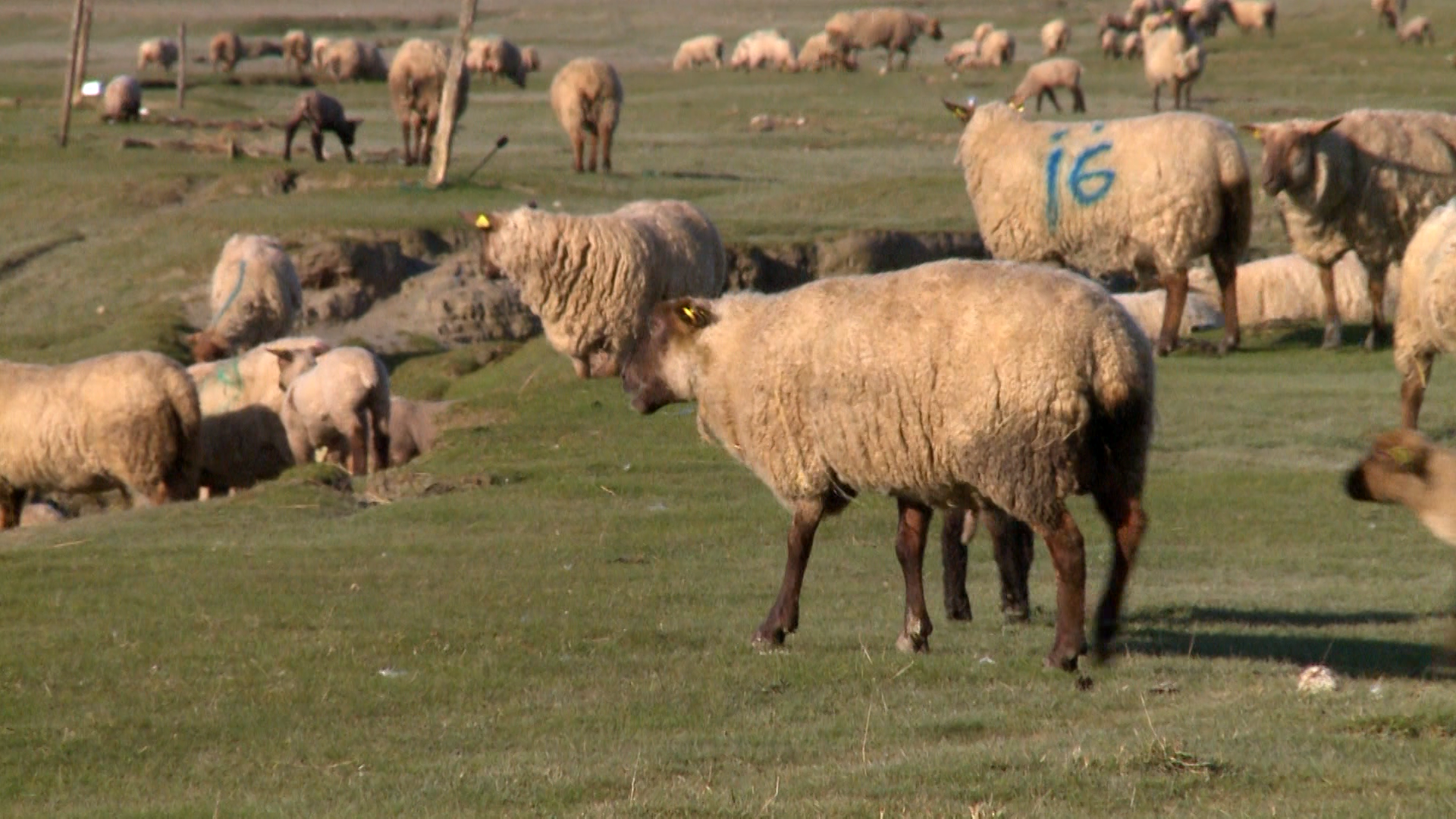 Les saveurs de l'agneau