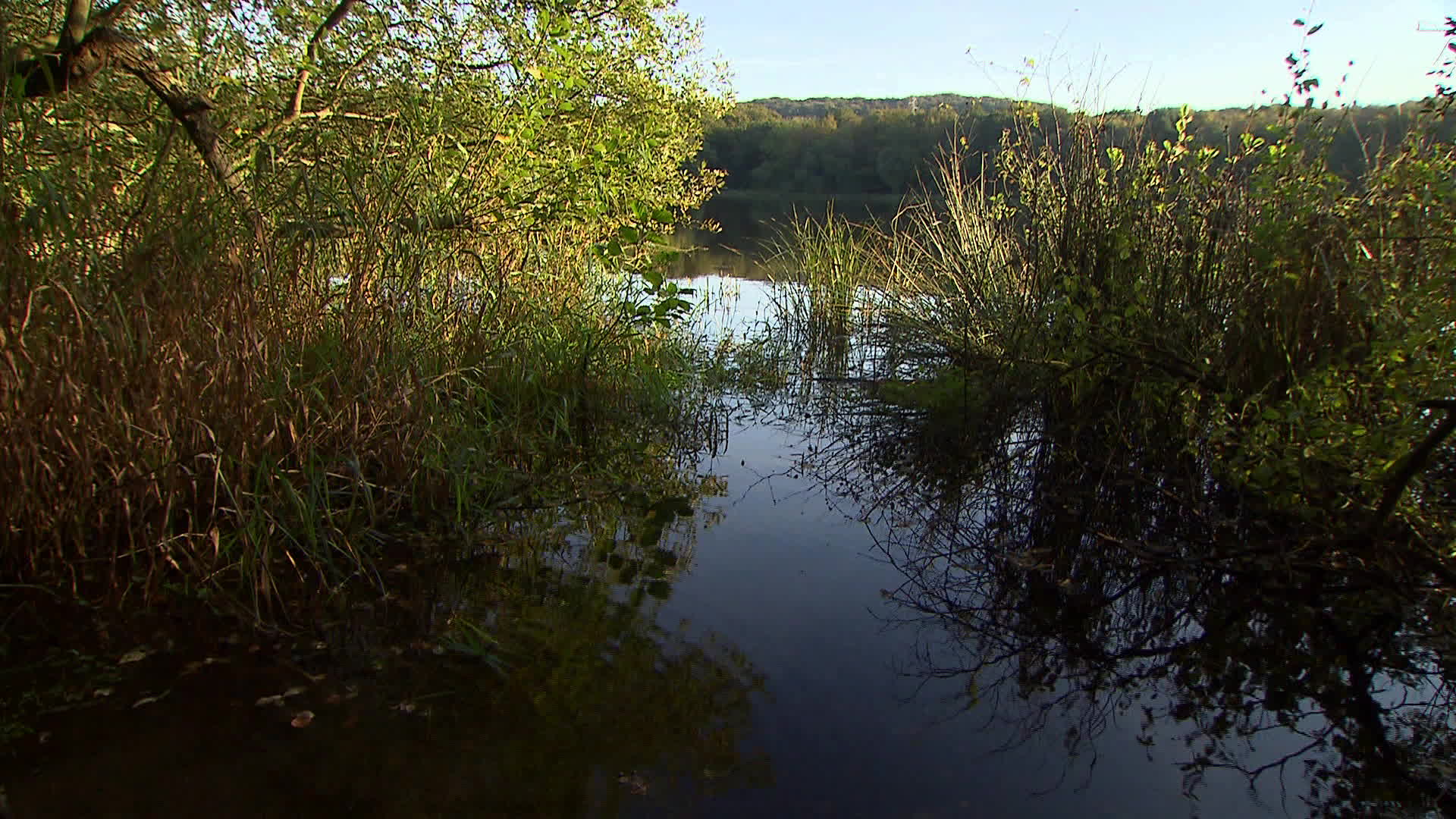 Brittany - Martyre pond