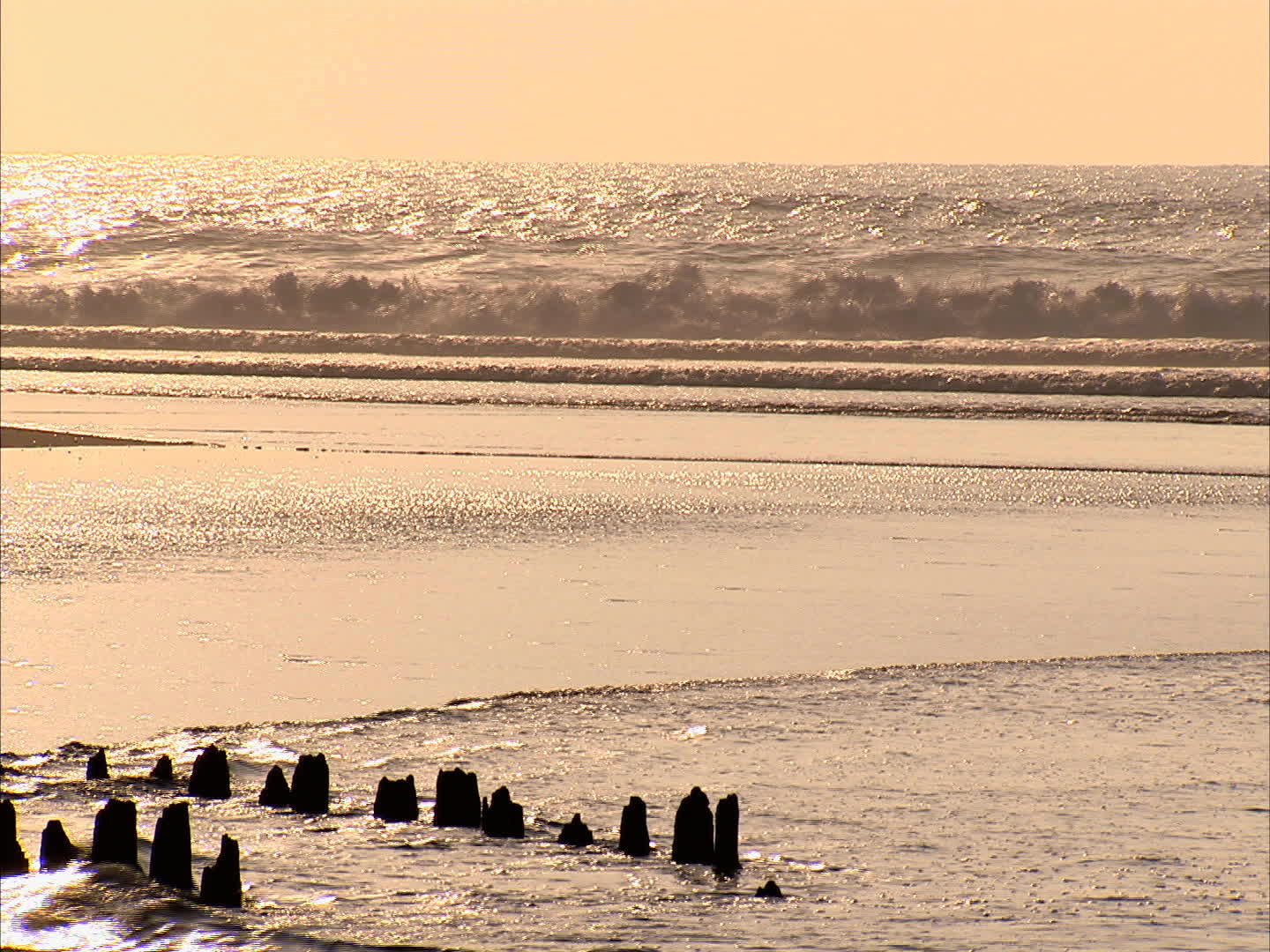 Gironde - The big Crohot