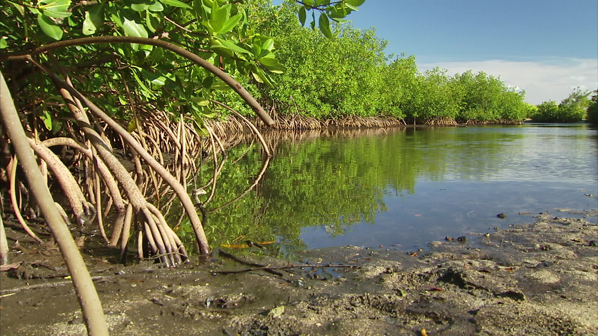 Guadeloupe - Port louis swamp